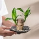 thumbnail image 4 of Maceta de cerámica para cultivo de agua, para el hogar, de gran diámetro y con base alta, para escritorio, de cerámica, 4 of 7