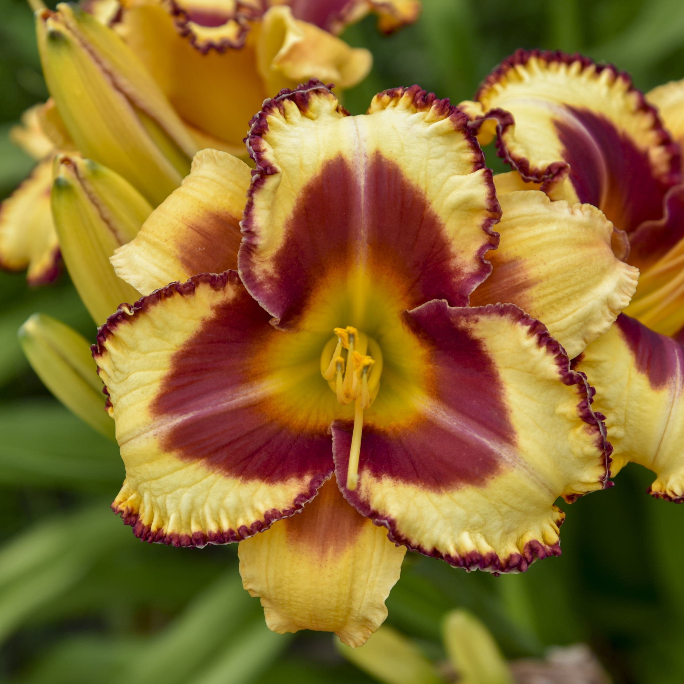 Bare Root Hemerocallis Blazing Glory Live Perennial Plant with Yellow and Maroon Flowers (2-Pack)