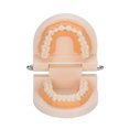 thumbnail image 2 of Modelo de dientes, modelo de dientes de enseñanza dental, modelo de dientes de estudio dental, modelo de dientes de demostración, apariencia llamativa, 2 of 12