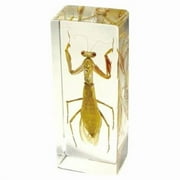 PW307 Paperweight Large Praying Mantis