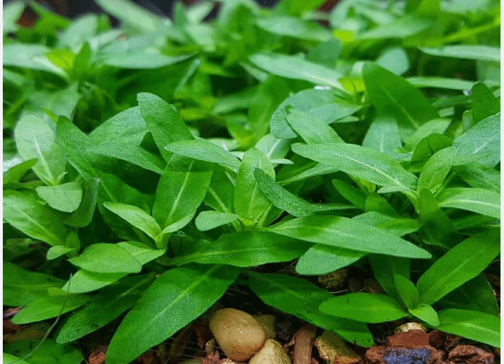 Staurogyne Repens Clump (S. Repens) Live Aquarium Plant – Easy Foreground Freshwater Plant