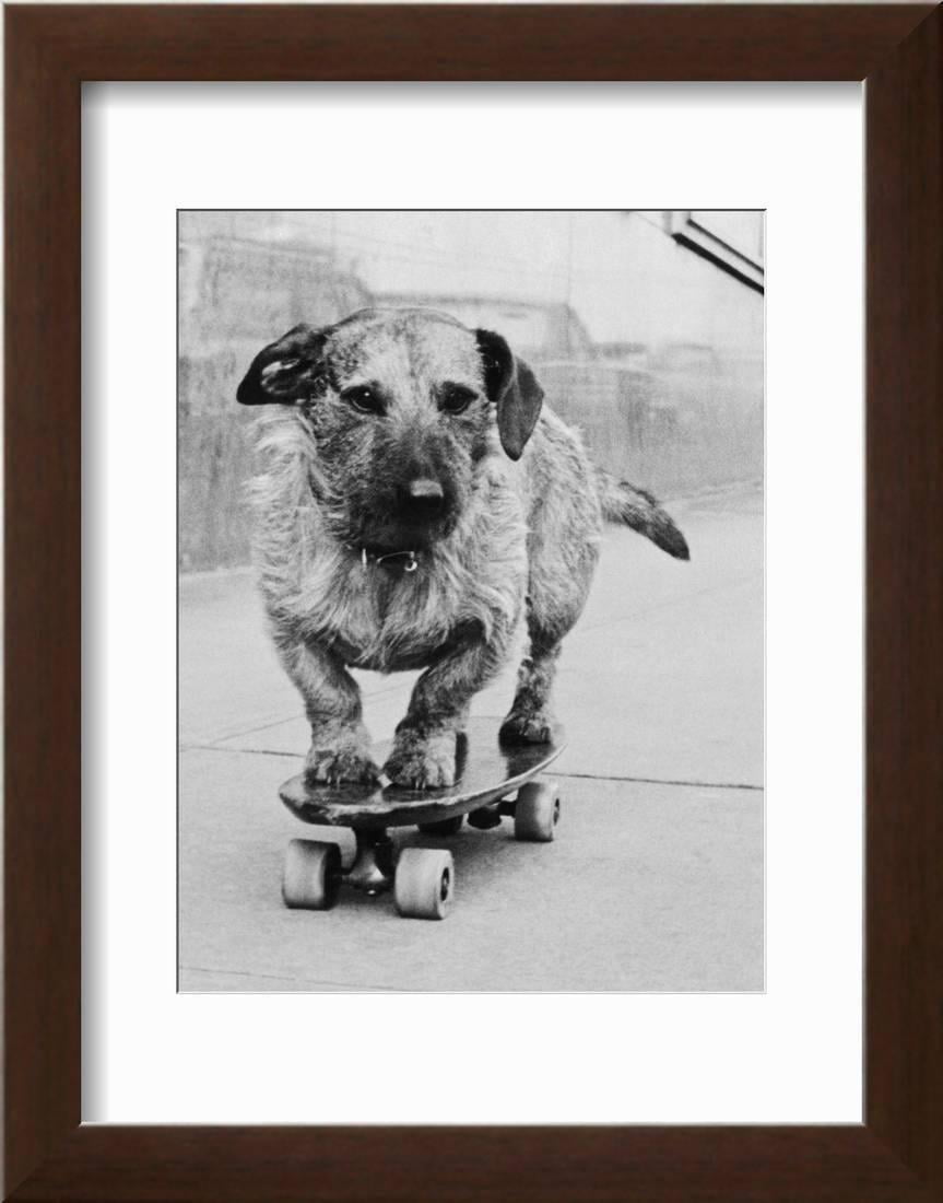 wall26 24x36 Dog with Skateboard on Abstract Background Canvas Wall Art 