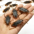 thumbnail image 6 of 10Pcs Simulation Cockroach Toys Realistic Spoofing Toys for Joke Fun Parties Decorative Ornaments, 6 of 8