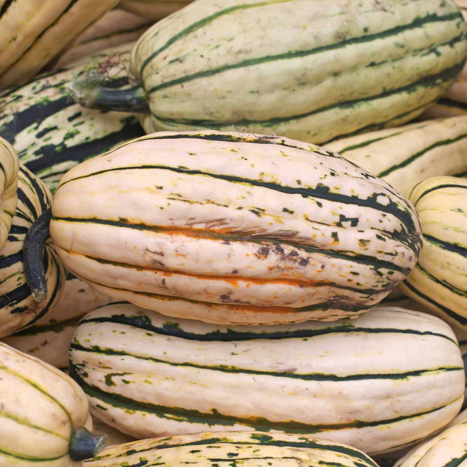 Delicata Winter Squash Garden Seeds 4 Oz NonGMO, Heirloom