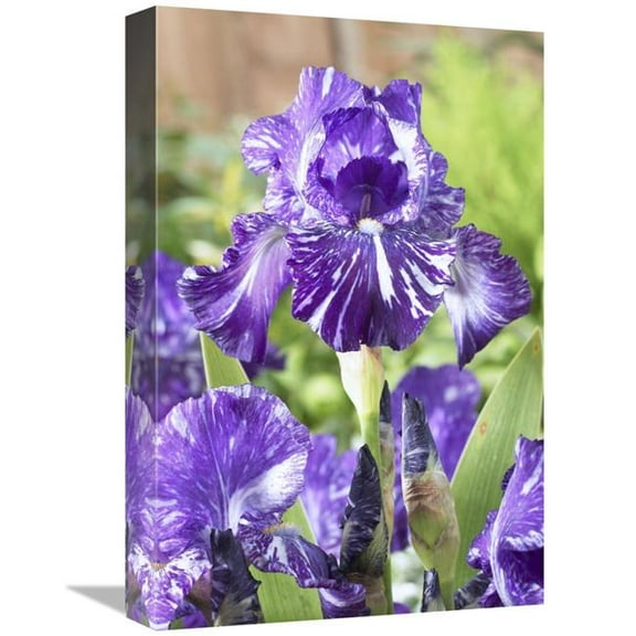 12 x 18 in. Bearded Iris Batik Variety Flowers Art Print - Visionspictures