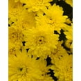 thumbnail image 2 of Expert Gardener Yellow Quart Mum 4-Pack Live Plant, 2 of 6