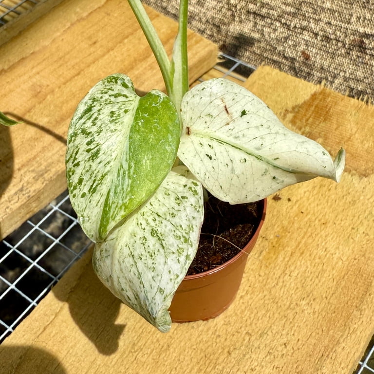 florida green philodendron variegated Philodendron Florida Beauty Variegated main image 0