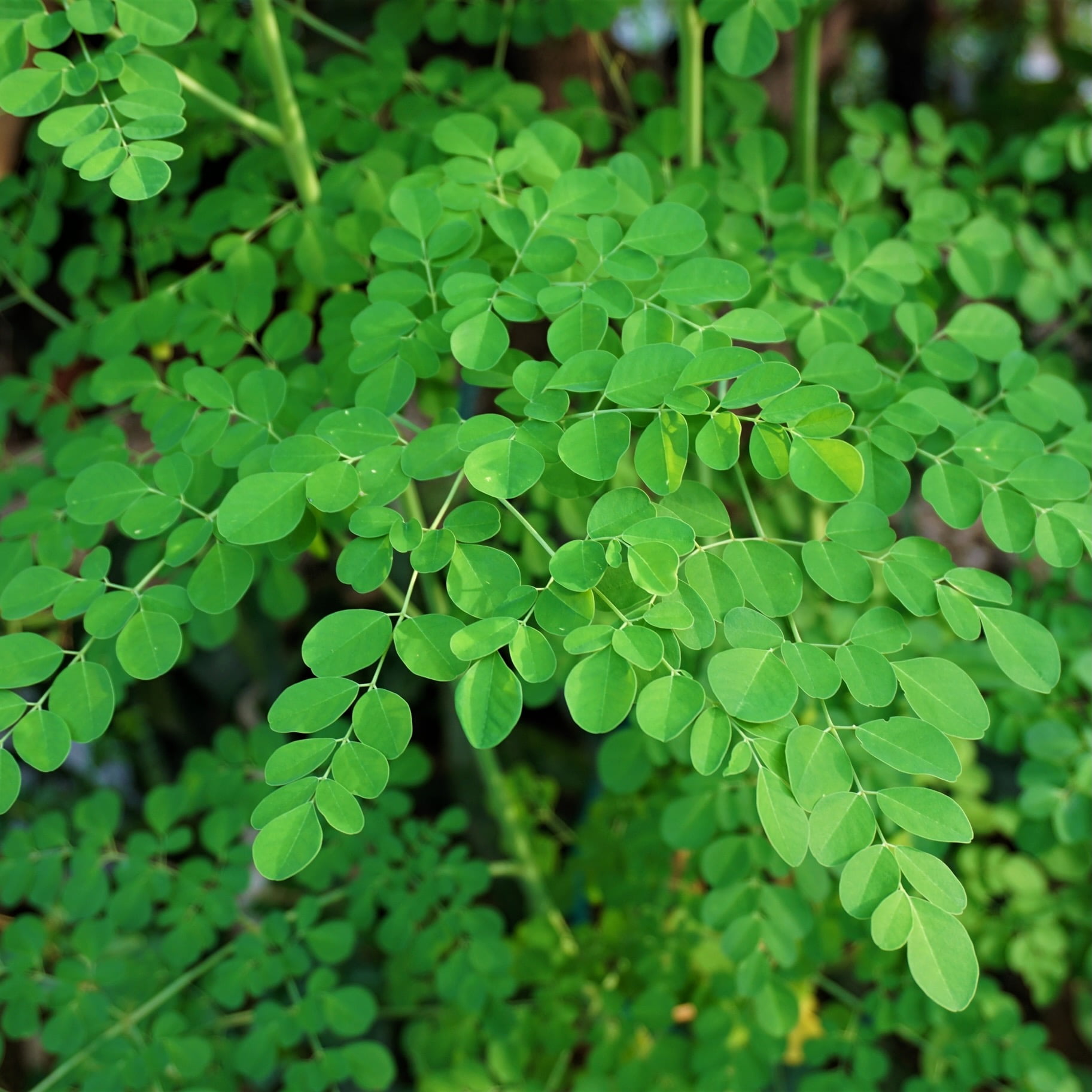 Moringa Tree (Ben Oil/Drumstick Tree) Live Plant Moringa oleifera