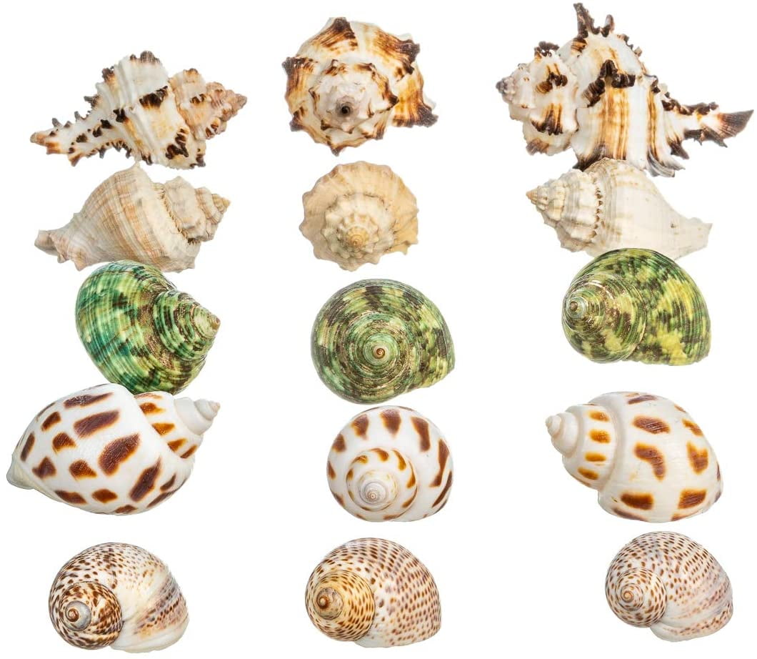 Hermit Crab Shells 15 Assorted Growth Shells 0.5"1.25" Opening