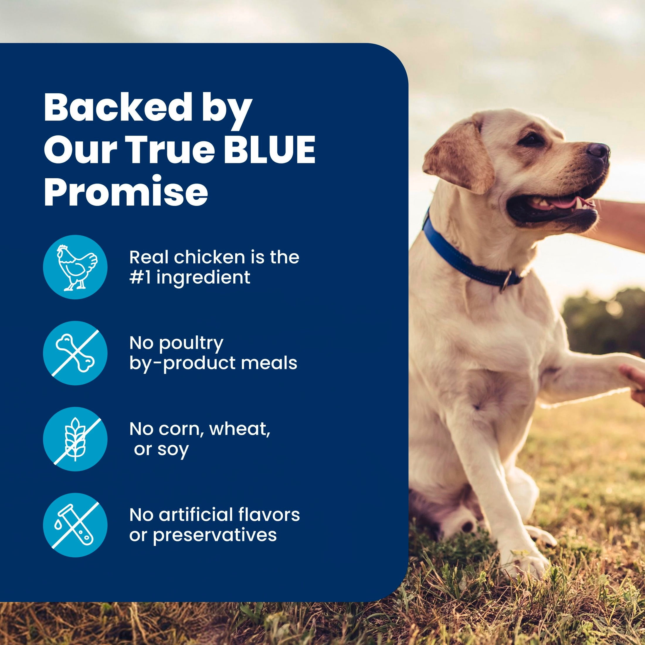 Blue Buffalo Life Protection Formula Senior Dry Dog Food Chicken & Brown Rice 5lb Bag