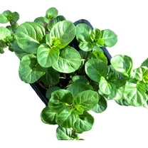 Orange Mint (Mentha x piperita citrata 'Orange') Organic Plant in 2.5-inch Pot by Smoke Camp Crafts