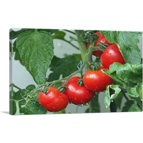 ARTCANVAS Tomato Plant Diner Restaurant decor Canvas Art Print - Size: 40" x 26" (0.75" Deep)