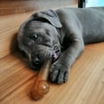 thumbnail image 3 of Nylabone Puppy Chew Combo Pack  - Up to 15 lbs., 3 of 11