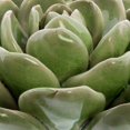 thumbnail image 3 of 5.5 Inches Decorative Ceramic Succulent with Stable Base, Green, 3 of 5