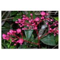 thumbnail image 1 of Flowers Usda Ceramic Tile Mural Kitchen Backsplash Bathroom Shower, 405076-XL64, 1 of 3