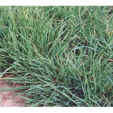 Pensacola Bahia Grass Seed (Coated) - 50 Lbs. - Walmart.com