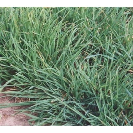 Tekapo Premium Orchard Grass Seed - 5 Lbs.