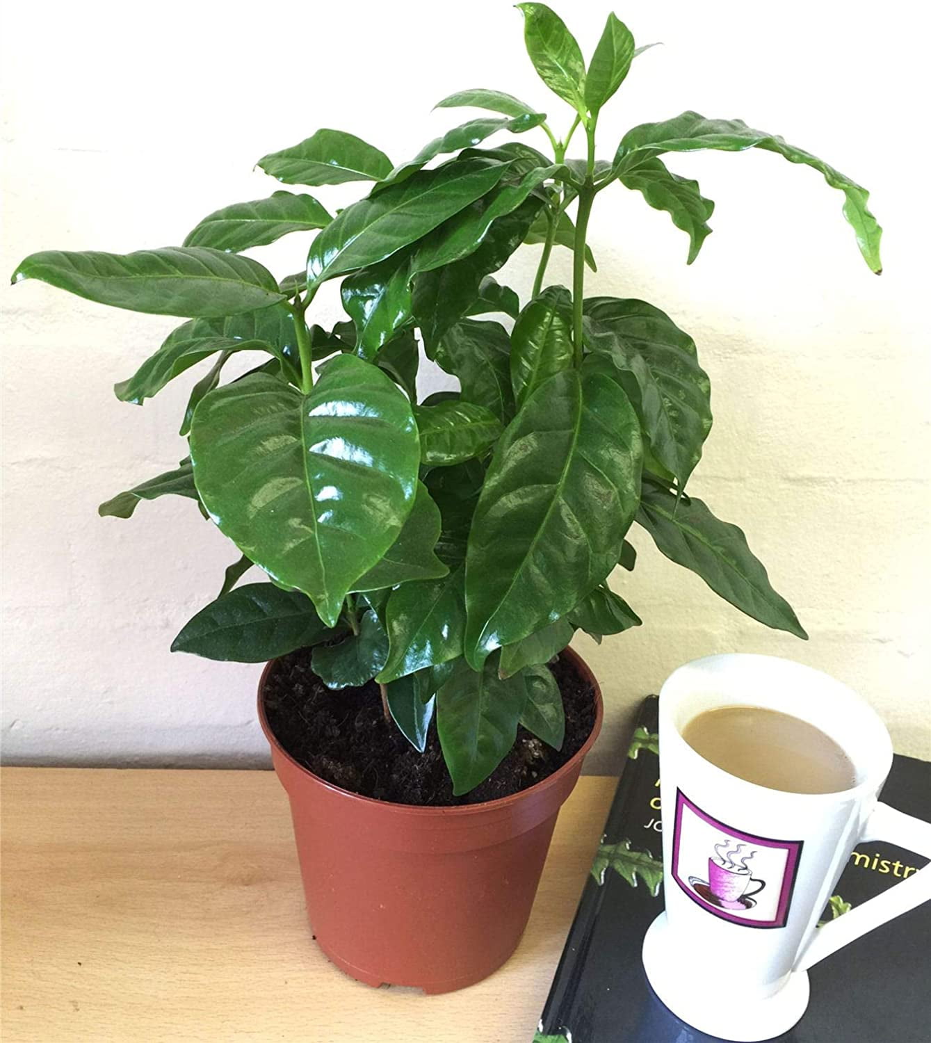 Coffee Plant - Live Plant in a 4 Inch Pot - Coffea Arabica - Beautiful Easy Care Indoor Houseplant