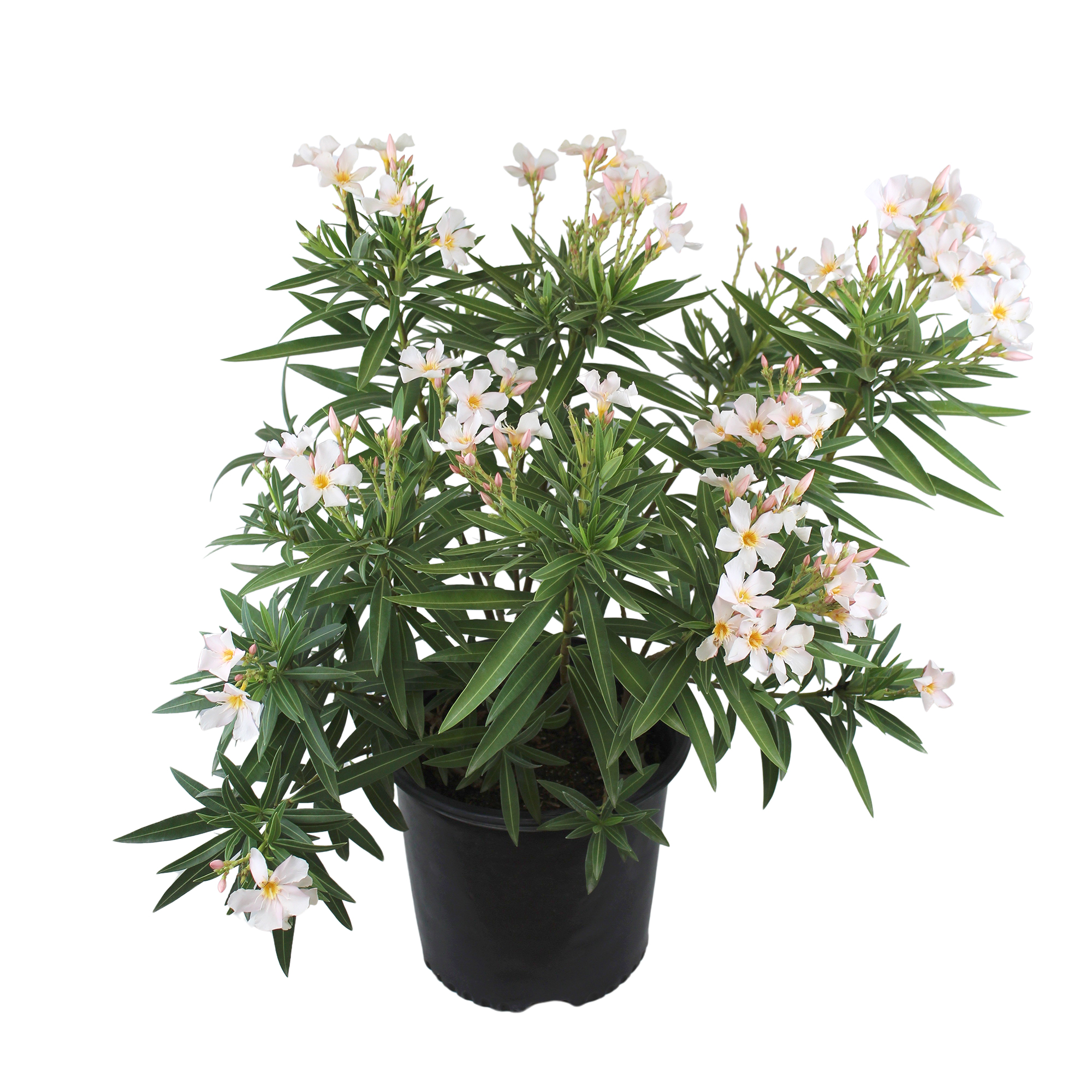 Expert Gardener White Oleander Live Plant, 18-24 in Tall, 2.25 gal