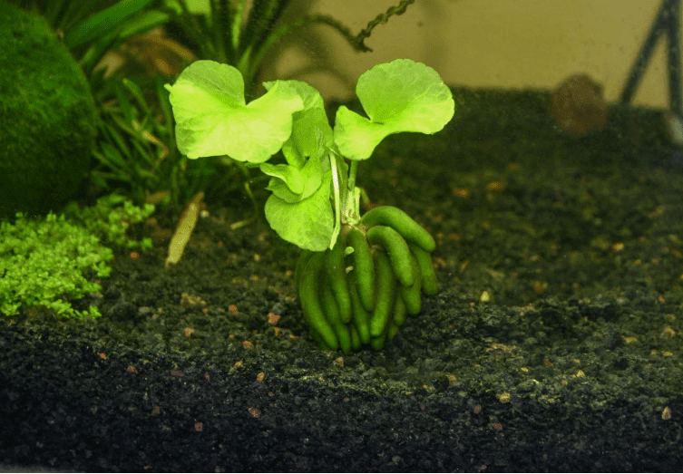 Banana Plant Nymphoides Aquatica Live Aquarium Plant – Easy Freshwater Fish Tank Plant