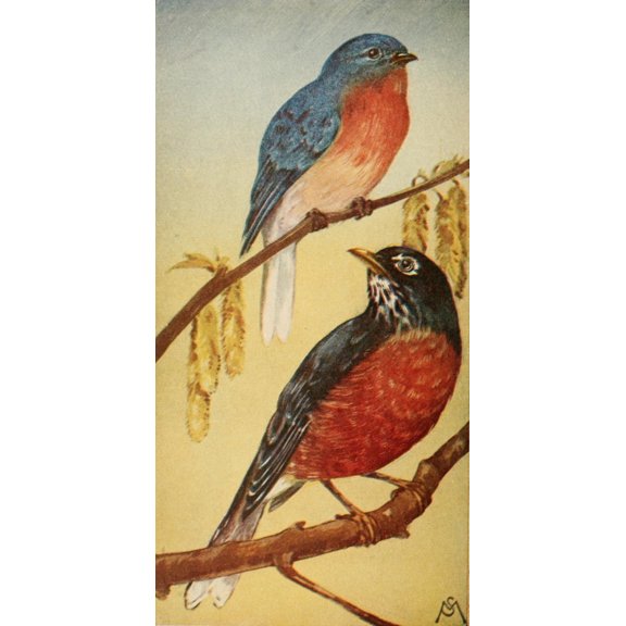 Wild Birds 1921 Bluebird & Robin Canvas Art - F S-Mathews (24 x 36)