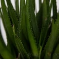 thumbnail image 6 of Southern Living Safari Rose Aloe Live Shrub in 2.5-Quart Grower Pot, 6 of 11
