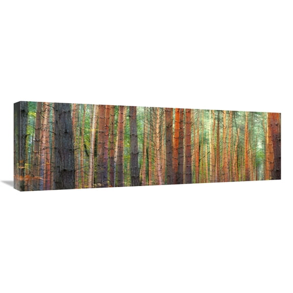 Global Gallery's 'Colors of the Woods' by Pangea Images Stretched Canvas Wall Art
