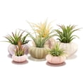thumbnail image 1 of 6 Pieces Hanging Sea Urchin Hanging Air Plant Holder Mini Shell Hanging Pot Assorted Colors 6 Styles Cute Succulent Display Container with Rustic Rope for Garden Beach Theme Party for Craft and Decor, 1 of 7