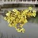 thumbnail image 4 of Flor artificial de plástico amarillo para decoración del hogar. Flores artificiales de alta simulación con características impermeables y resistentes a la decoloración (1 pieza). Rkxzt, 4 of 8