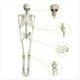 thumbnail image 3 of Decoración de Esqueleto de Halloween, Esqueleto Articulado de Cuerpo Completo con Articulaciones Móviles, Accesorio Espeluznante para Patio, Jardín, Césped, Patio, 3 of 5