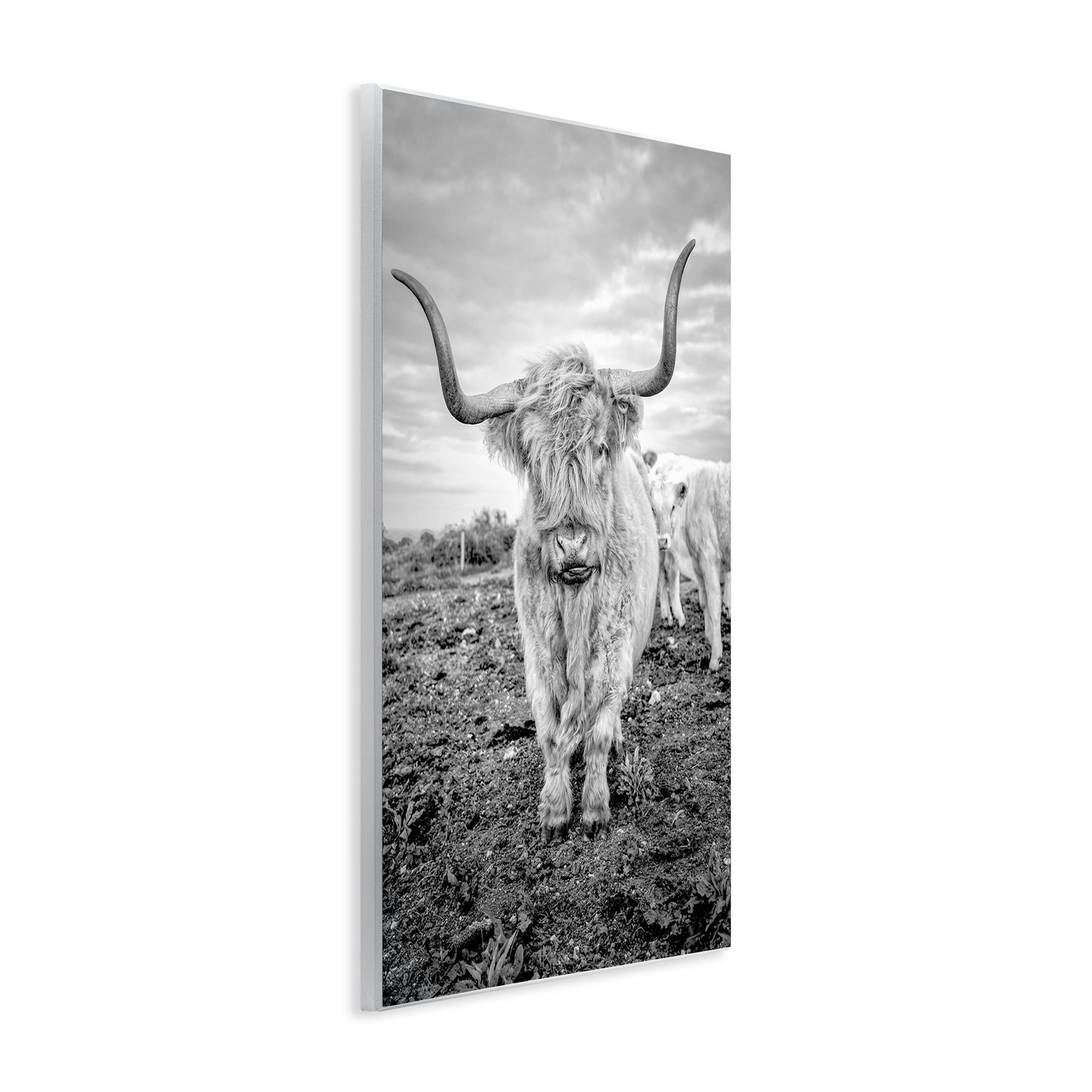 Stupell Industries Longhorn Calf Family Animals & Insects Photography Unframed Art Print Wall Art, 13 x 19