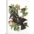 thumbnail image 1 of ARTCANVAS White Crowned Pigeon Canvas Art Print by John James Audubon - Size: 26" x 18" (0.75" Deep), 1 of 9
