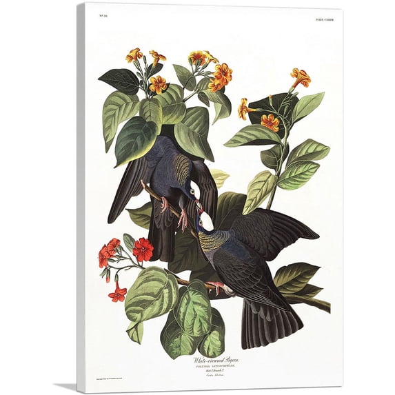 ARTCANVAS White Crowned Pigeon Canvas Art Print by John James Audubon - Size: 26" x 18" (0.75" Deep)