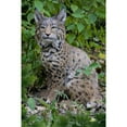 thumbnail image 2 of Hi Line 12 in Sitting Bobcat Garden Statue, Driftwood Composition, Intricate Detail, 2 of 7