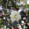 thumbnail image 4 of White Lady Banks Rose Live Plant- Liners, 4 of 6