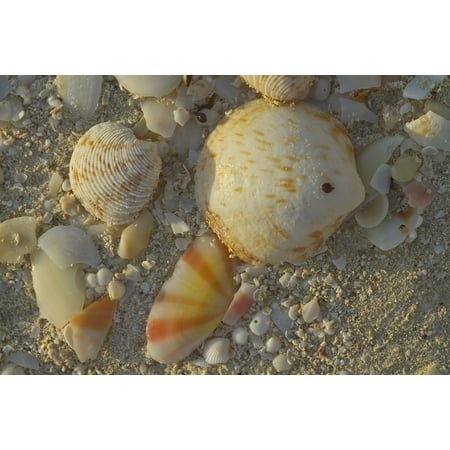 14 Mm South Sea Shell Canvas Print Sea Shells South Seas Pearl Beach Ocean Sand Stretched Canvas 10 x 14 ()
