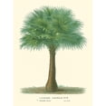 thumbnail image 3 of Van Houtteano, Horto 19x24 Black Modern Framed Museum Art Print Titled - Small Palm of the Tropics I, 3 of 5