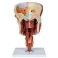 thumbnail image 5 of Axis Scientific Cavities of The Nose, Mouth, and Throat with Larynx - Detailed Anatomy Model for Medical Education and ENT Study, anatomical model, life size, 3 human body model, medical students, 5 of 6