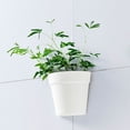 thumbnail image 5 of Tarmeek Wall Mounted Hydroponic Planter - Modern Minimalist White Container for Indoor Greenery, No Drill Installation, Living Room Wall Hanging Vessel for Pothos and Other Plants, 5 of 9