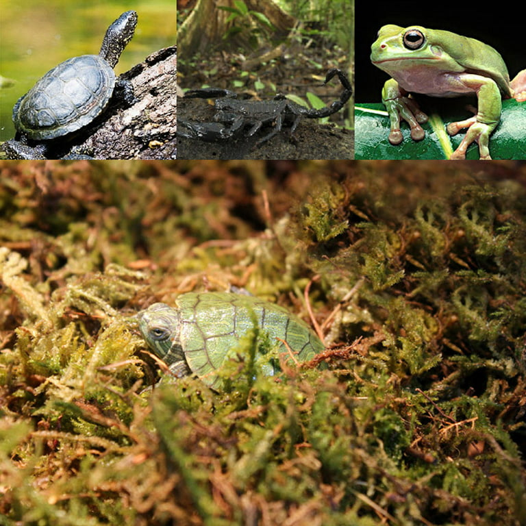 100g Natural Terrarium Moss Reptile for Turtle Moss Substrate Habitat  Decoration 