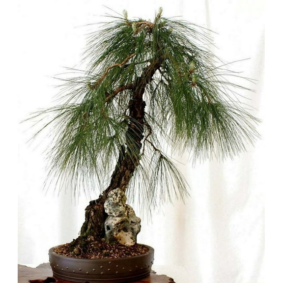Earthcare Seeds - Mexican Weeping Pine Tree 60 Seeds (Pinus Patula) Heirloom - Open Pollinated