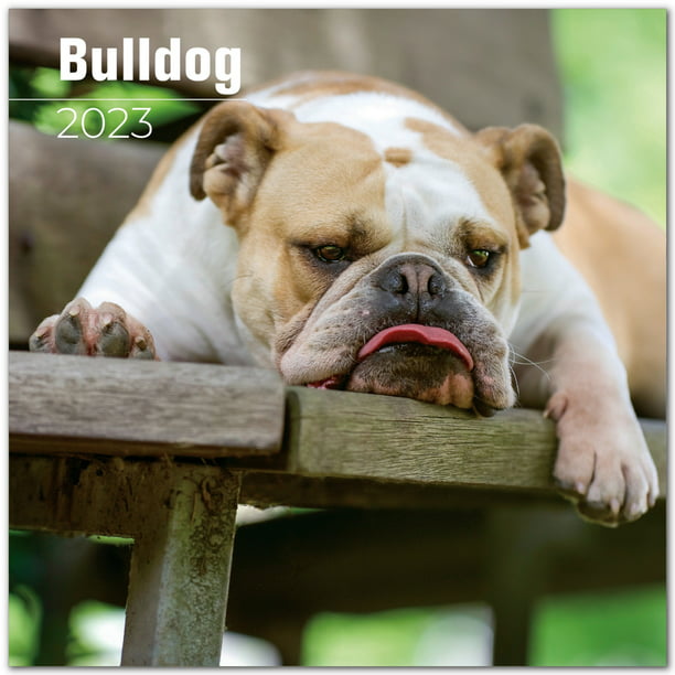 2022-2023-bulldog-calendar-dog-breed-monthly-wall-calendar-12-x-24-open-thick-no-bleed
