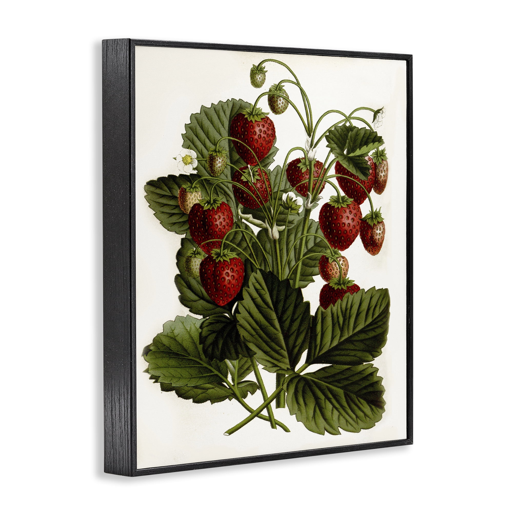 Stupell Industries Strawberry Plant Study Food & Beverage Painting Black Framed Art Print Wall Art, 16 x 20