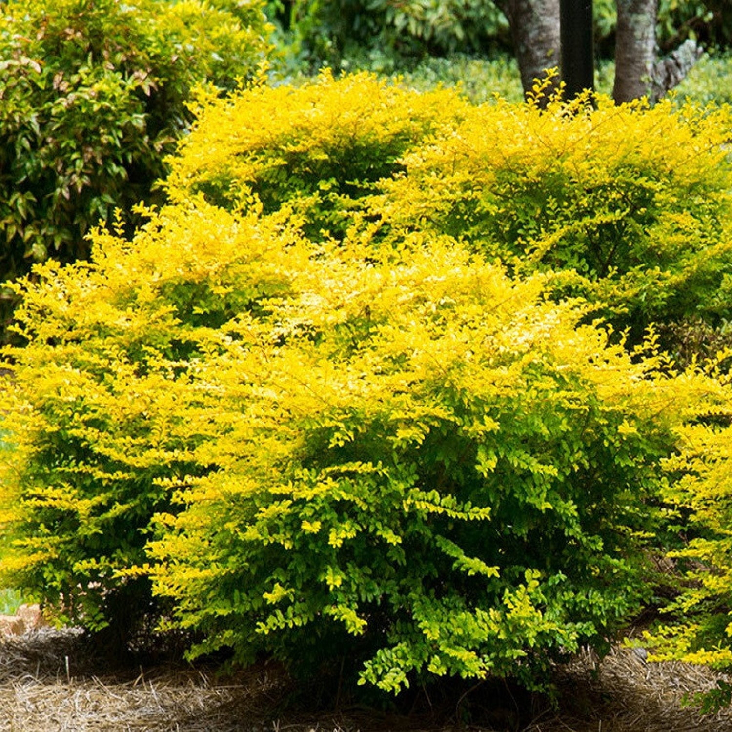 Southern Living Sunshine Ligustrum Live Shrub in 3- Gallon Grower Pot