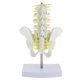 thumbnail image 5 of Mini Modelo De Pelvis Con 5 Vértebras Trabajos Industriales Suministro Escolar, 5 of 9