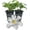 2 Plants, variant on Clematis Huldine - Live Starter Planta in a 2 Inch Growers Pot - Starter Plants Ready for The Garden - Rare Clematis for Collectors