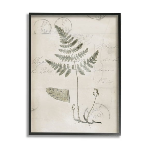 Stupell Industries Antique Fern Woodland Plant Study Botanical & Floral Drawing Black Framed Art Print Wall Art