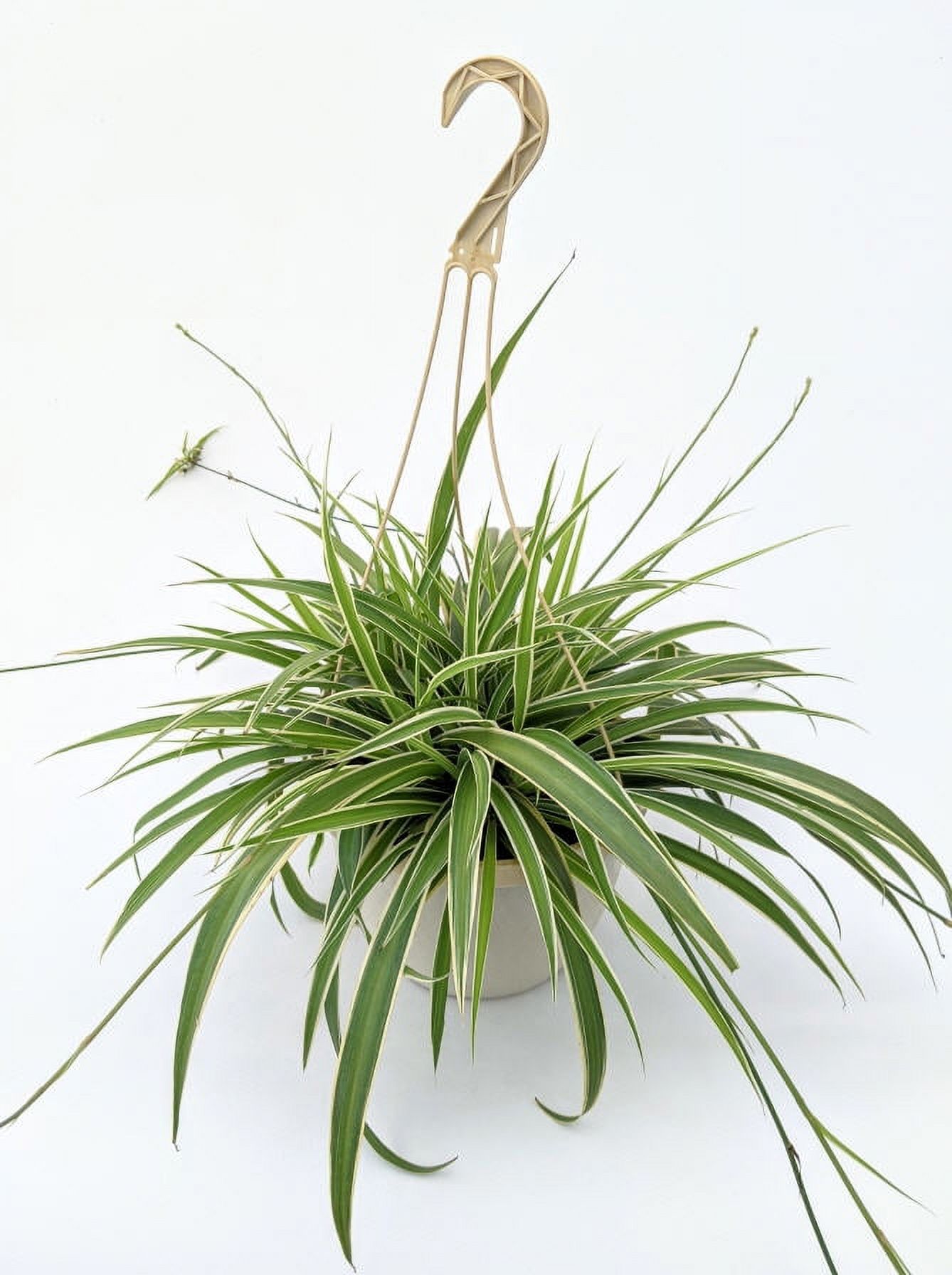 Expert Gardener Live Plant 1.5G Chorophytum Spider Plant Decorative Planter Full Sun or Partial Shade - image 3 of 4