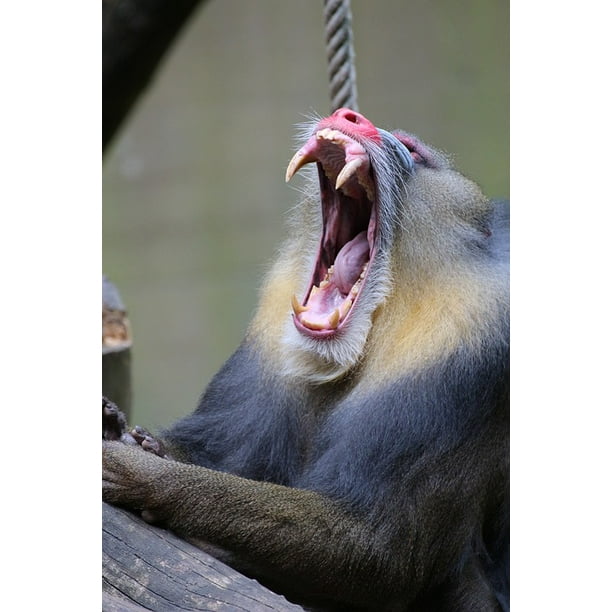 Zoo Teeth Tooth Monkey Animal Mandrill Inch By 30 Inch Laminated Poster With Bright Colors And Vivid Imagery Fits Perfectly In Many Attractive Frames Walmart Com Walmart Com