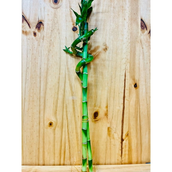 Live Lucky Bamboo 18” Spiral & Straight Combination